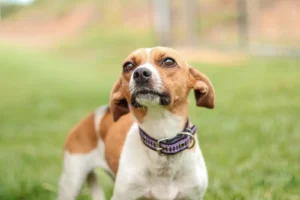 1773142282-whatsapp-image-2026-03-09-at-15-17-25